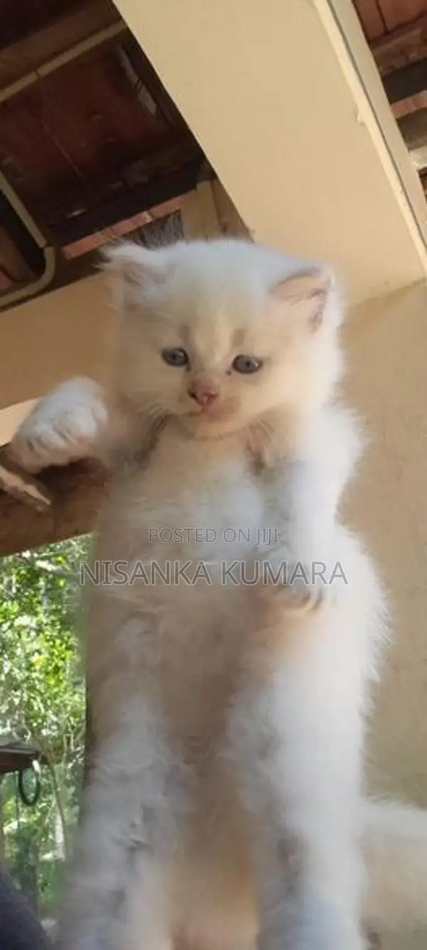 Persian Cat