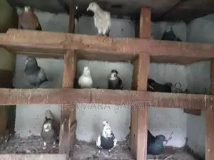 Pigeons
