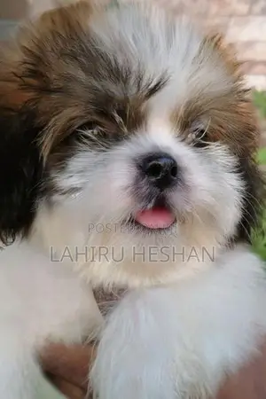 Purebred Shih Tzu Puppies Male/ Female