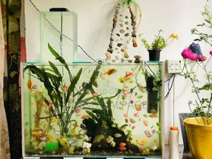Fish Tank