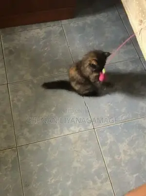 Persian Cat (Female)