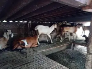 Country Goat