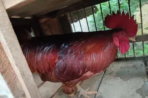 Country Chicken