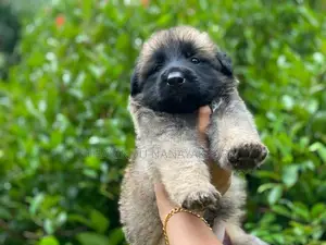 German Shepherd Puppy