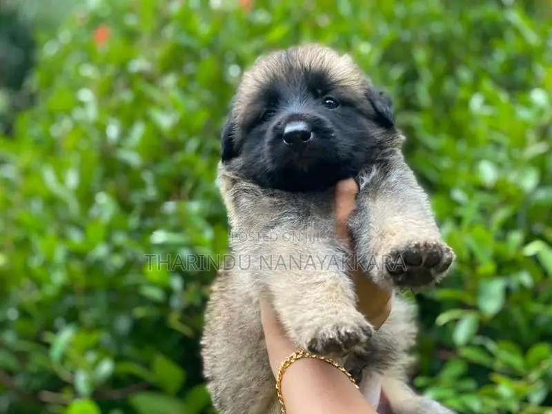 German Shepherd Puppy