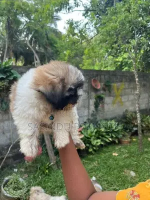 Shih Tzu Puppies (Tri Color)