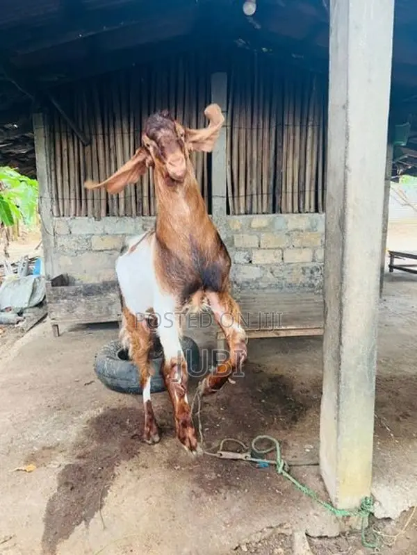 Male Goat