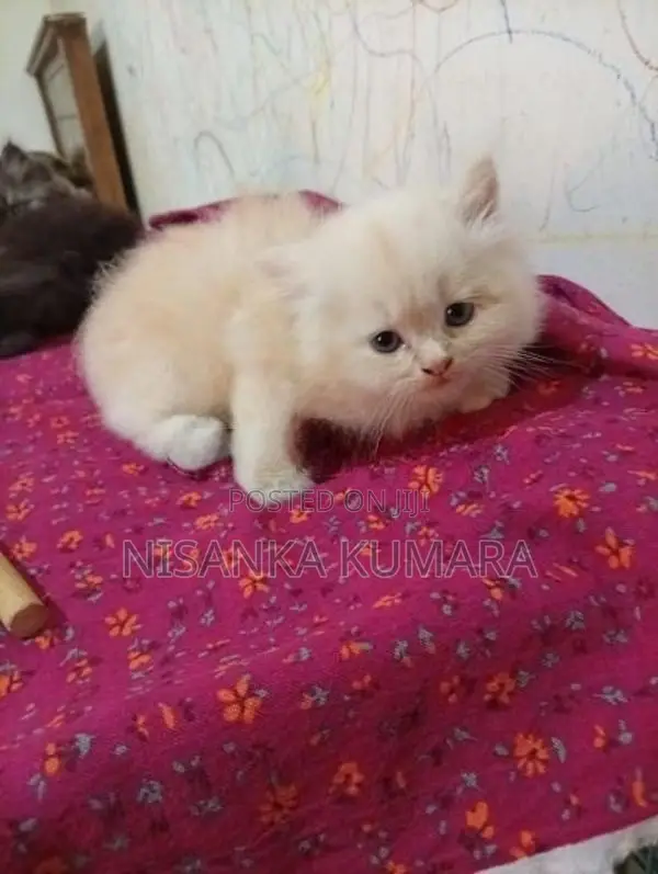 Persian Cat