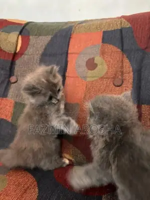 Persian Cat