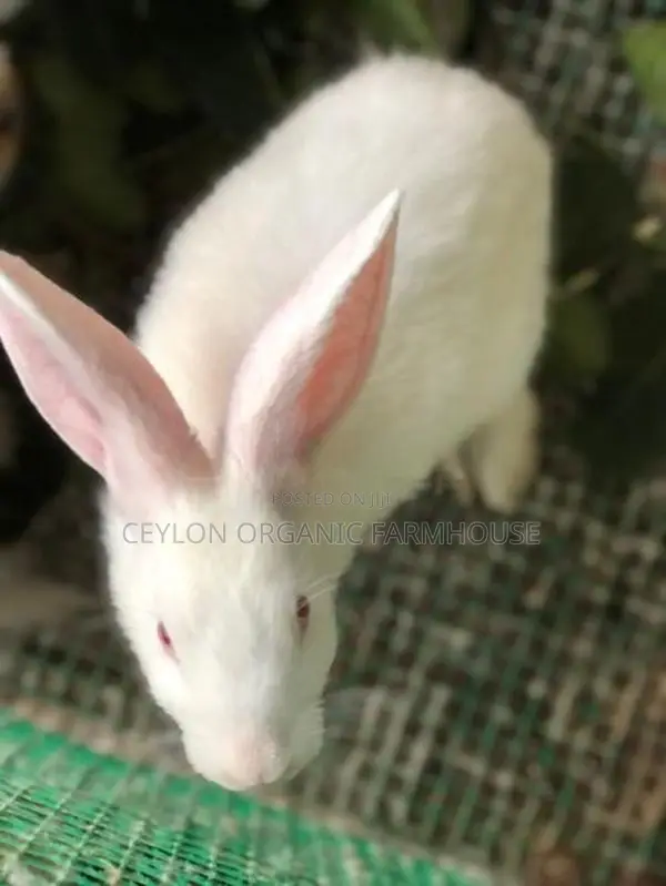 Rabbits