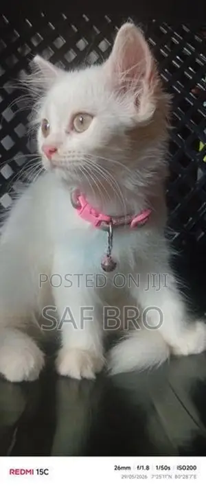 Persian Cat