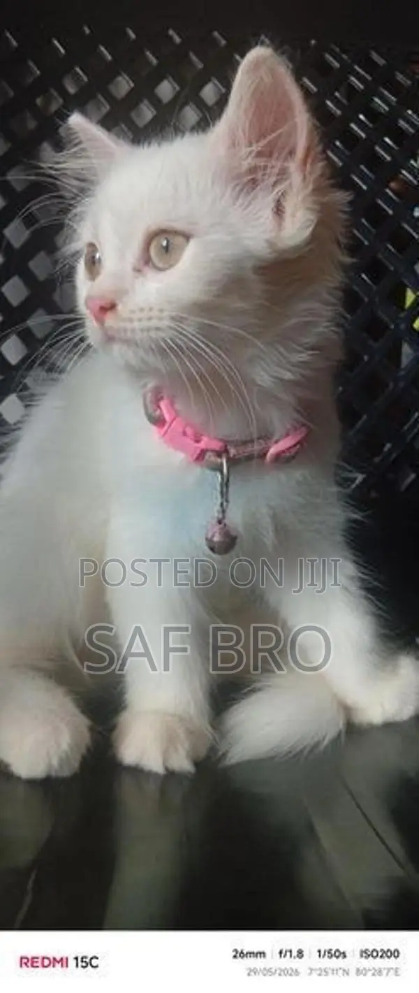 Persian Cat