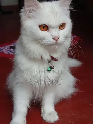 Persian Cat