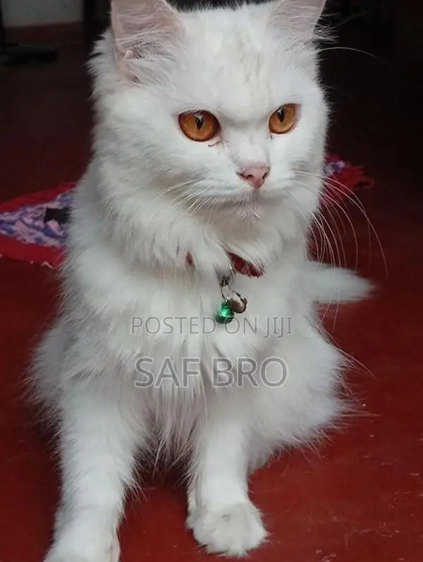 Persian Cat