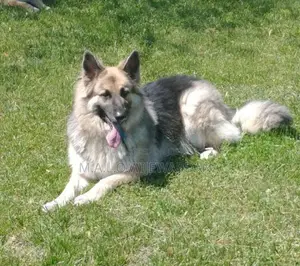 German Shepherd Dog