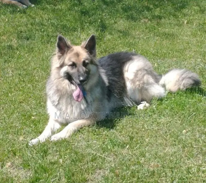 German Shepherd Dog