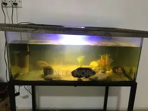 Fish Tank With
