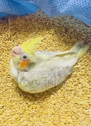 Cockatiel Birds