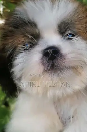 Purebred Shih Tzu Puppies Male/ Female