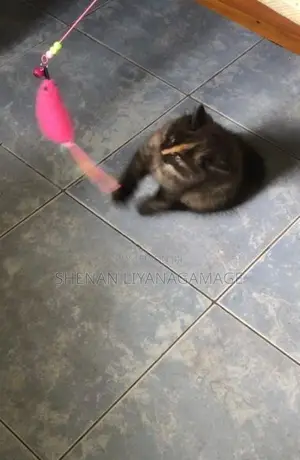 Persian Cat (Female)