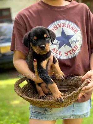 Rottweiler Puppies