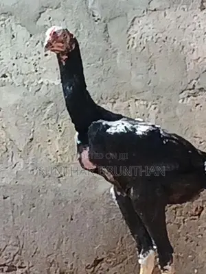 Rooster