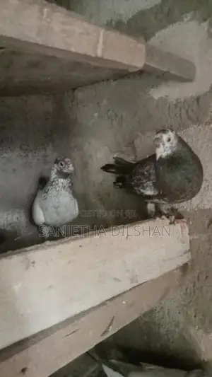 පරවියන්