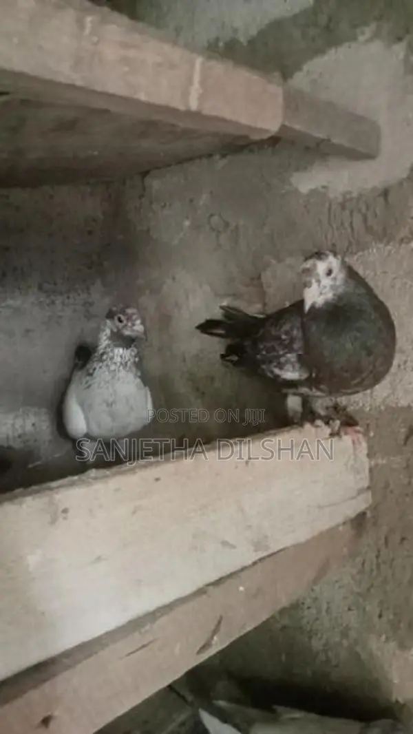 පරවියන්