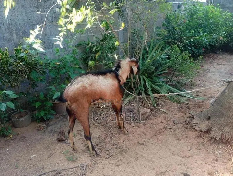 ஆடு - Goats