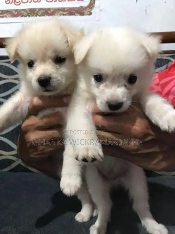 Pomanariyan Puppies