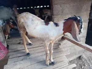 Country Goat