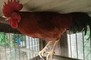 Country Chicken