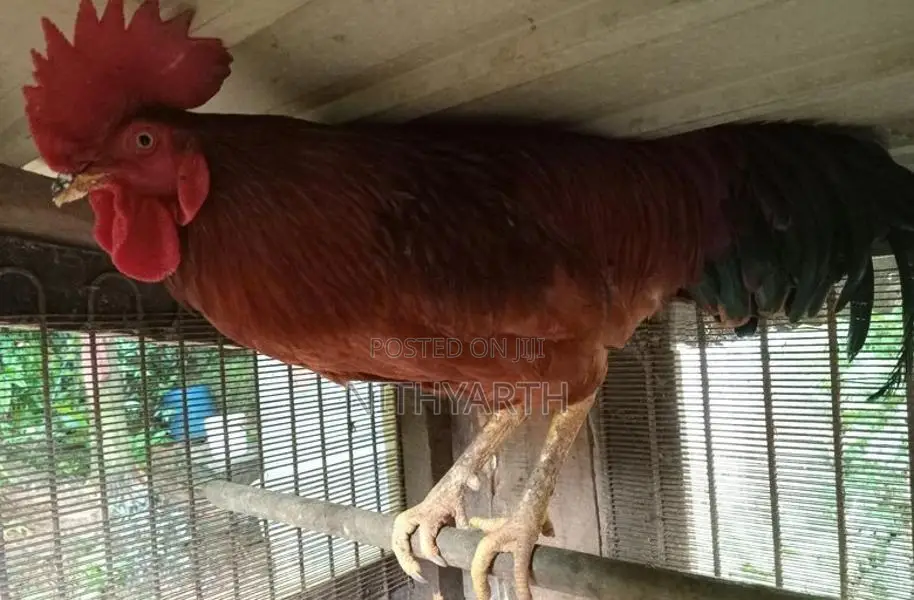 Country Chicken
