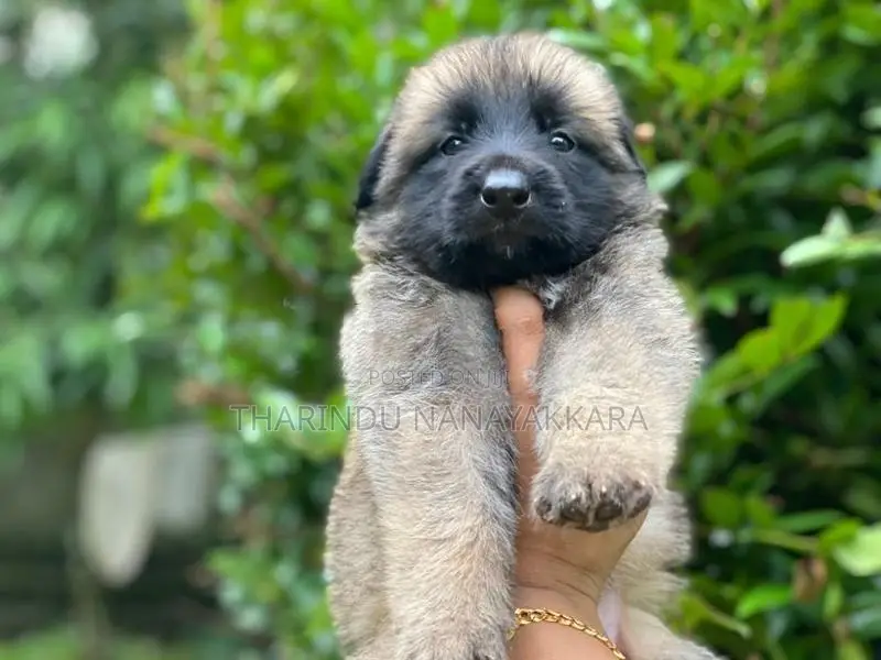 German Shepherd Puppy