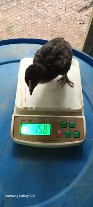 3 Weeks Old Chick