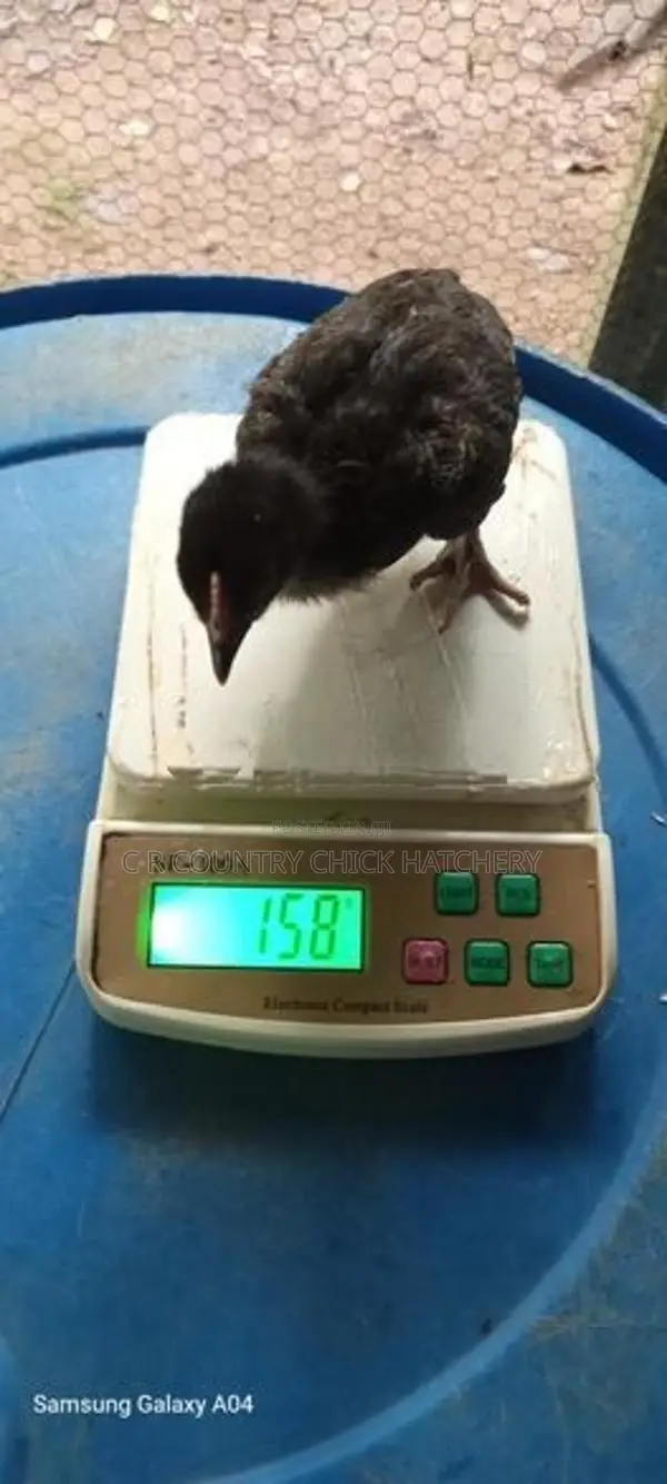 3 Weeks Old Chick
