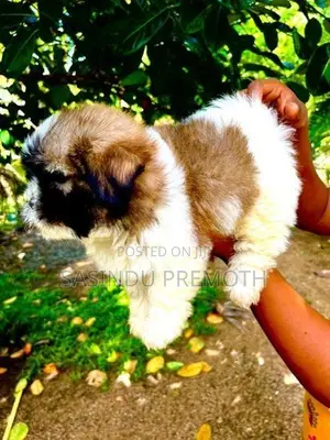Shih Tzu Puppies (Tri Color)