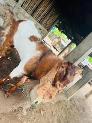 Male Goat