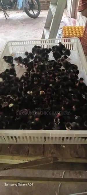 කළු පාට බෙලි කට්ට කිකිලි පැටවු