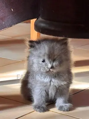 Persian Cat