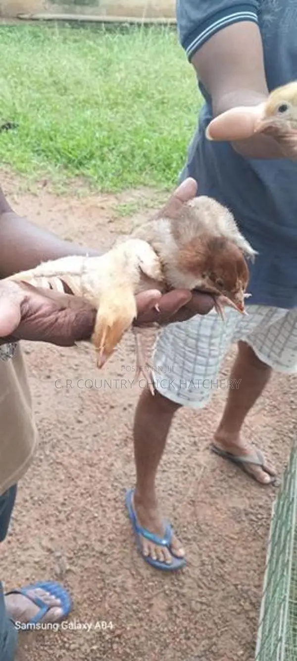 நாட்டு கோழி kunju