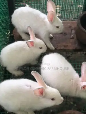 Rabbits