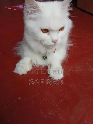 Persian Cat