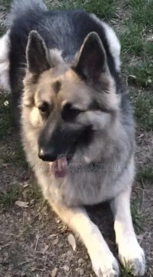 German Shepherd Dog