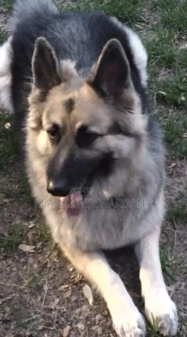 German Shepherd Dog