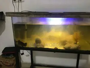 Fish Tank With