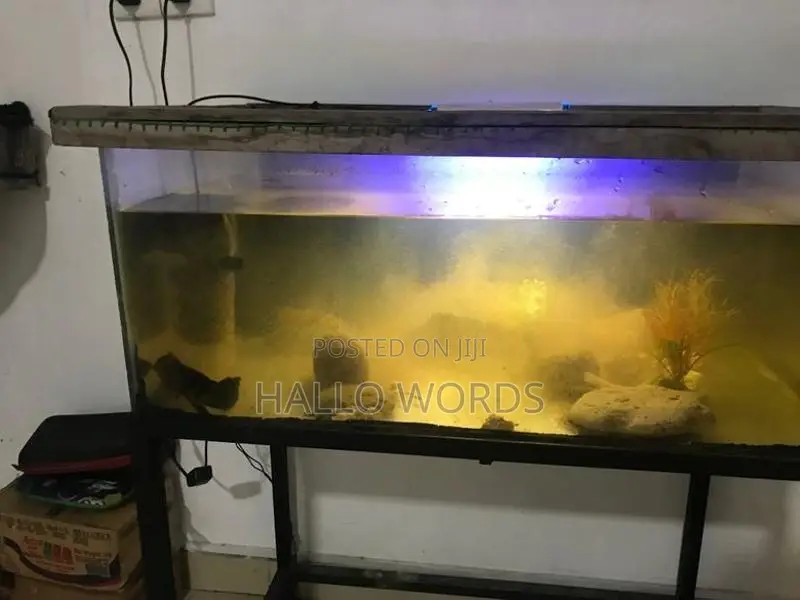 Fish Tank With
