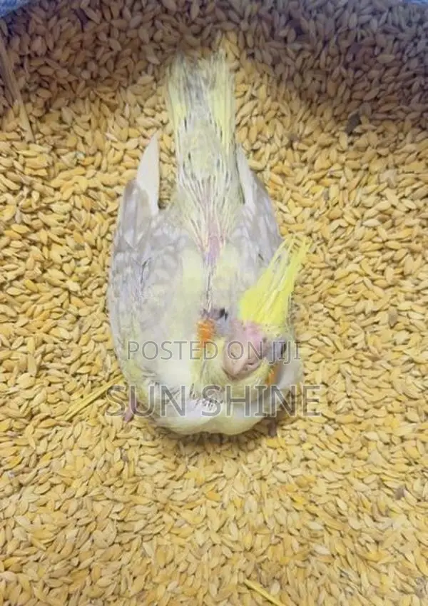 Cockatiel Birds