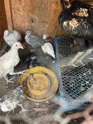 Kukullo