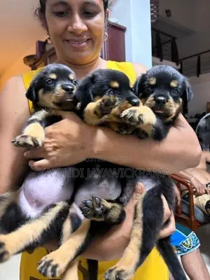 Rottweiler Puppies